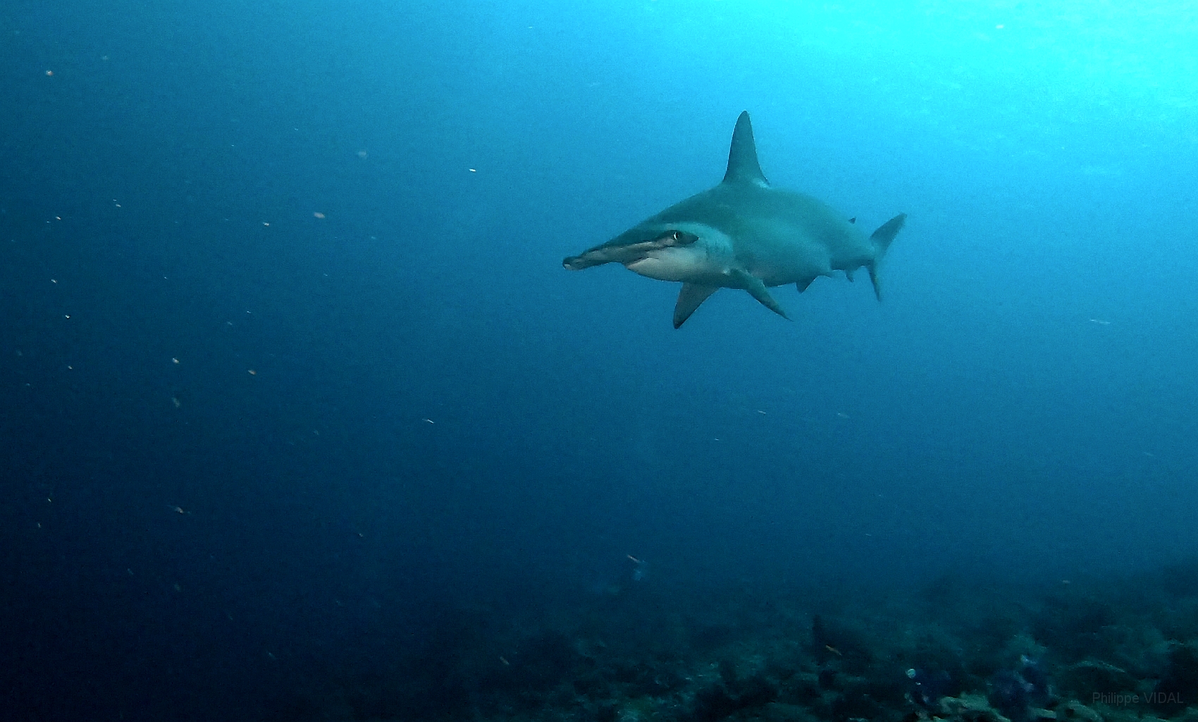 Banda Sea 2018 - 1 - Hammer Shark - Requin marteau.jpg